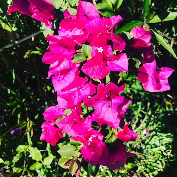 Meet your Posher, Melissa - Picture 1 of 1